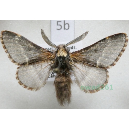 Poecilocampa populi (Linnaeus, 1758) male Czech5b